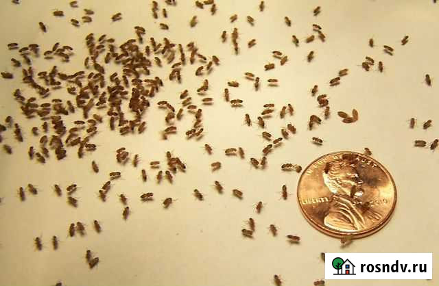 Кормовые насекомые для птиц, ежей, рептилий и т.д Волгоград - изображение 1