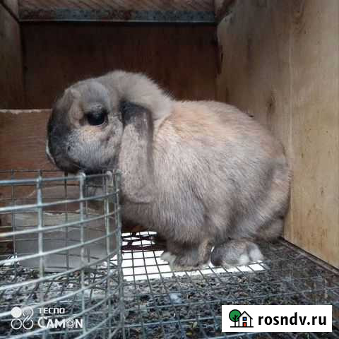 Кролики декоративные Казань - изображение 1