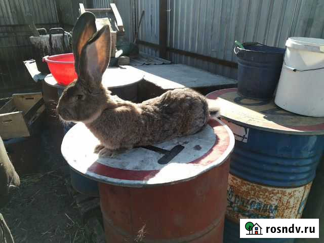 Кролики Губкин - изображение 1