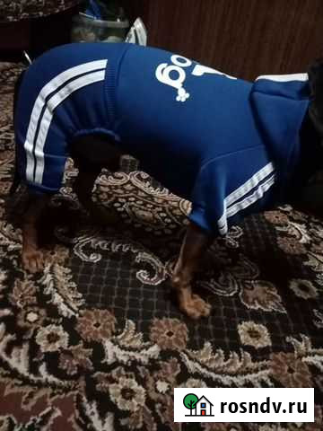 Толстовка для таксы Курск - изображение 1