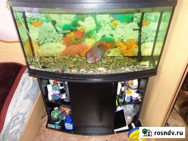 Аквариум Ишим - изображение 1