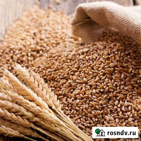 Пшеница Черемхово - изображение 1