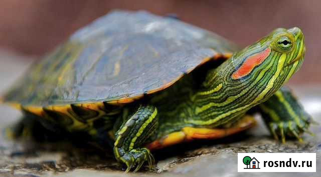 Красноухая черепаха Липецк - изображение 1