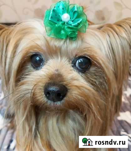 Резинки для собак Ивантеевка - изображение 1