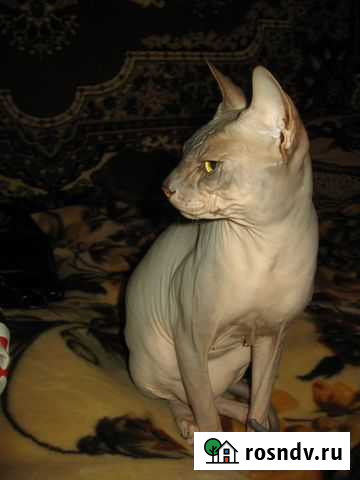 Вязка Курск - изображение 1