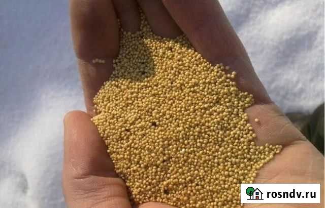 Амарант Нижний Кисляй - изображение 1