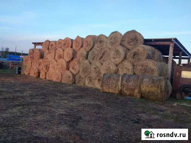 Продаю сено 1000рулонов Киргиз-Мияки - изображение 1