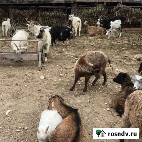 Козы Кенже - изображение 1