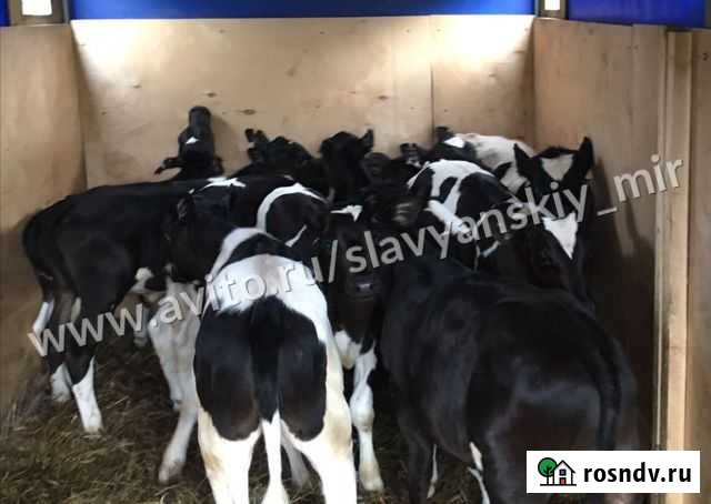 Бычки телята Тарасовский - изображение 1