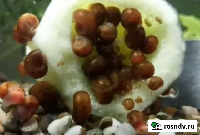 Улитки аквариумные Асбест - изображение 1