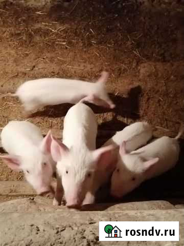 Поросенок ландрас Канск - изображение 1