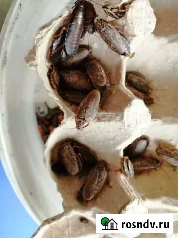 Кормовые насекомые Йошкар-Ола - изображение 1