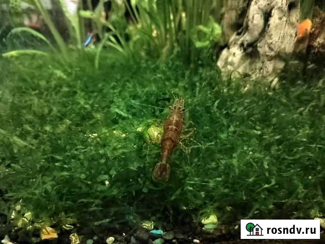 Аквариумные растения Тихорецк - изображение 1