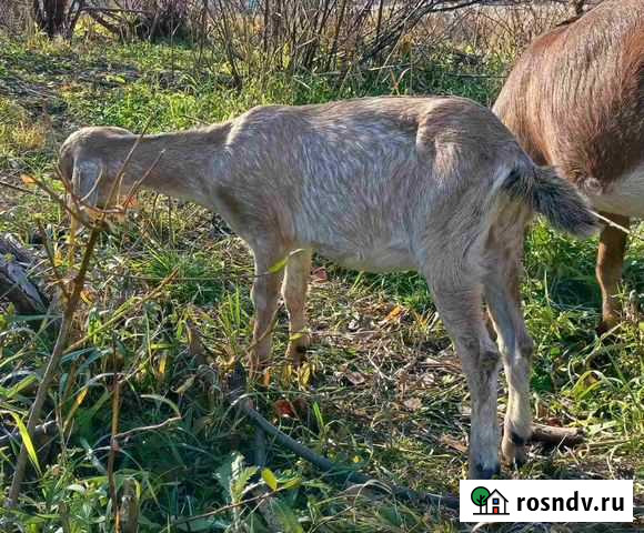 Откормлю для Вас животное из вашей еды Челябинск - изображение 1