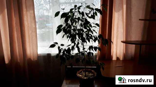 Комната 14 м² в 8-ком. кв., 7/9 эт. в аренду на длительный срок в Волгодонске Волгодонск - изображение 1