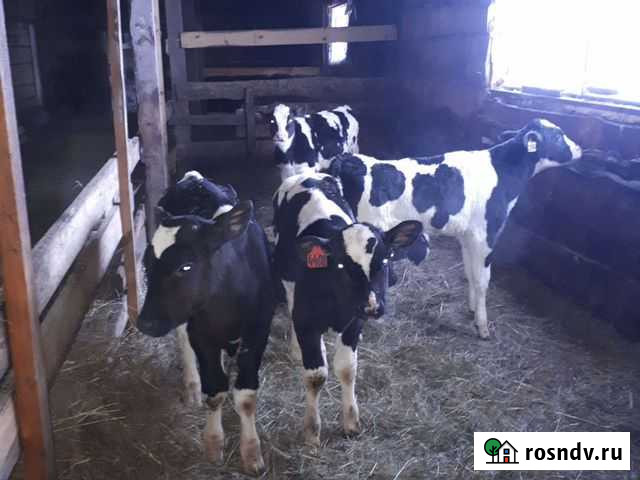 Бычки голштино фриз Абакан - изображение 1