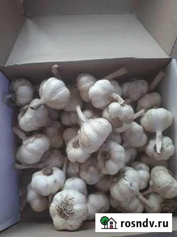 Чеснок яровой Красноярск - изображение 1