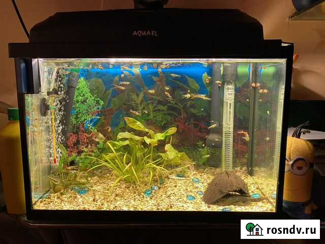 Аквариум Петропавловск-Камчатский - изображение 1