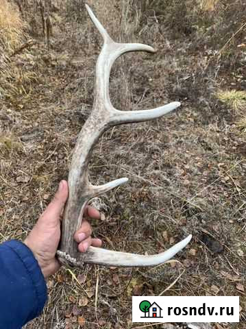 Рог изюбра Братск - изображение 1
