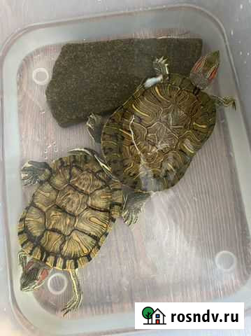 Красноухие черепахи Иркутск - изображение 1