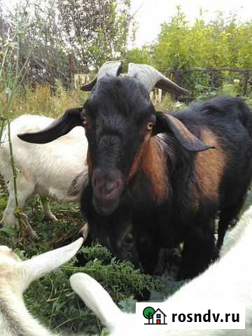 Козлы и козы годовалые Челябинск - изображение 1