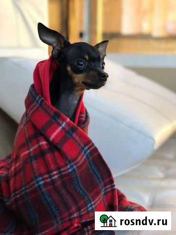 Мини той-терьер вязка Сочи - изображение 1