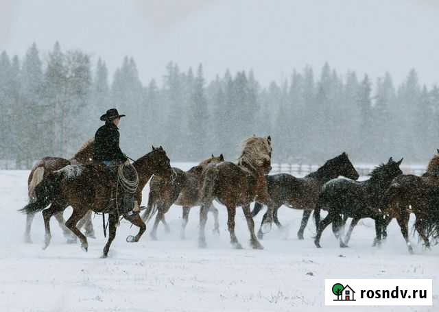 Жеребята башкирской породы Сибай - изображение 1