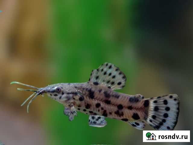 Сомик торакатум Биробиджан - изображение 1