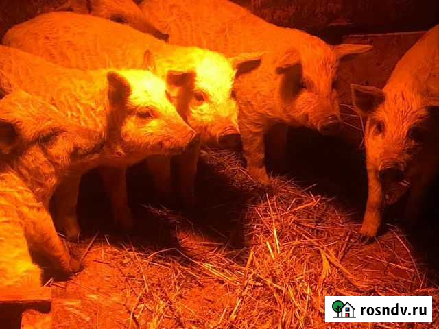 Поросята венгерской мангалицы Егорьевск - изображение 1