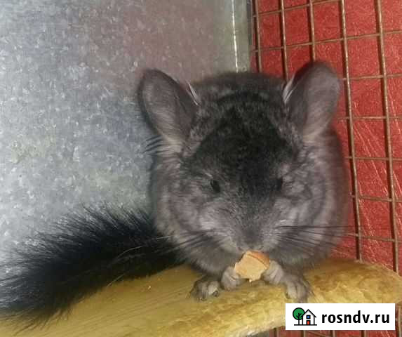 Шиншилла ангора Краснодар - изображение 1