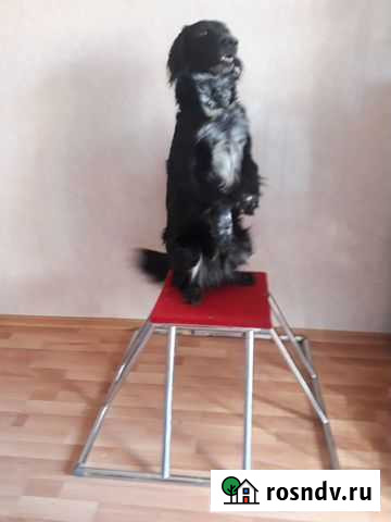 Тумбы для дрессировки животных Омск - изображение 1