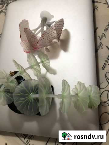 Декоративные растения в аквариум Москва - изображение 1