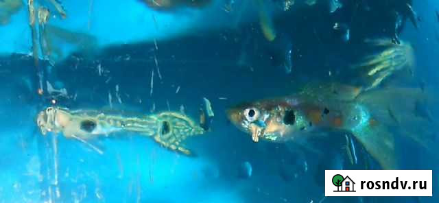 Гуппи- Эндлеры Голд, карликовые Ростов-на-Дону - изображение 1