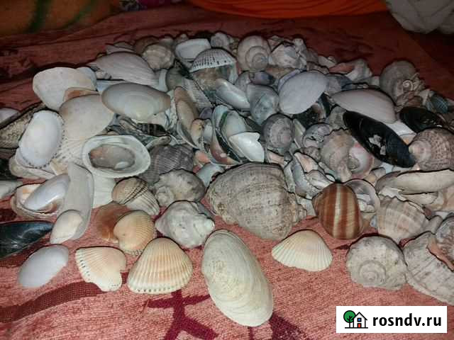 Ракушки морские Москва - изображение 1