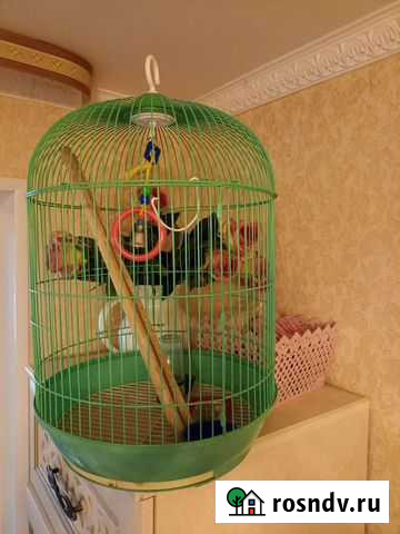 Клетка для волнистого попугая Челябинск - изображение 1