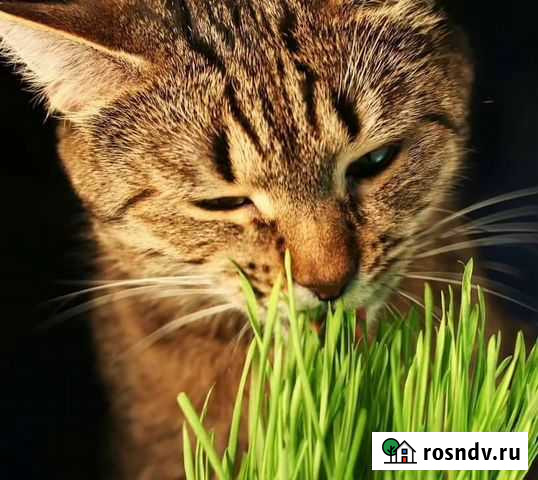 Корм микрозелерь для домашних животных Ачинск - изображение 1