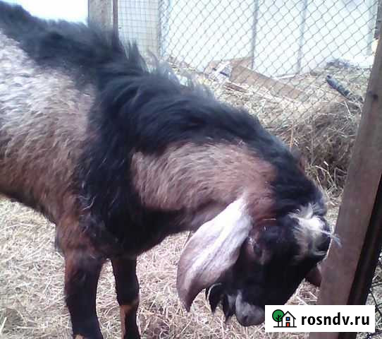 Нуби-битал козел и козы и козлята Кемерово - изображение 1