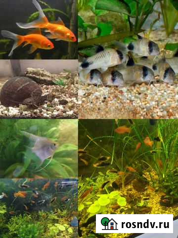 Аквариумные растение, креветки вишни,рыбки Братск - изображение 1