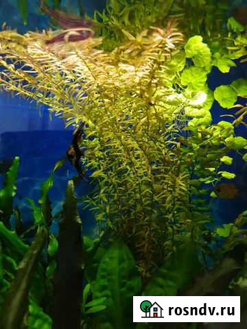 Аквариумные растения Москва - изображение 1