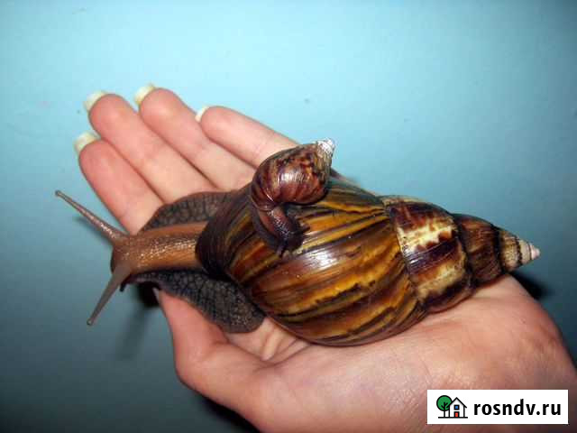 Улитка ахатина Новосибирск - изображение 1