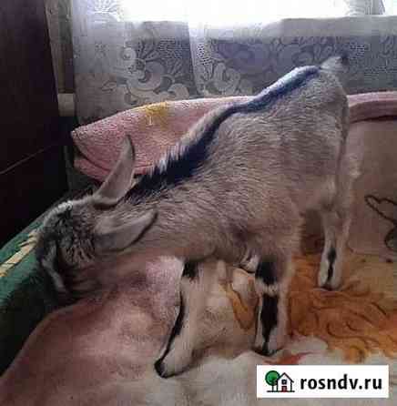 Козлята Шахты