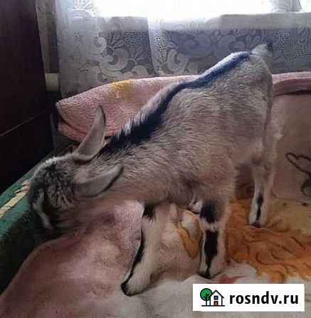 Козлята Шахты - изображение 1