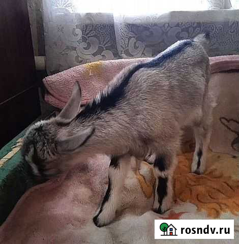 Козлята Шахты - изображение 1