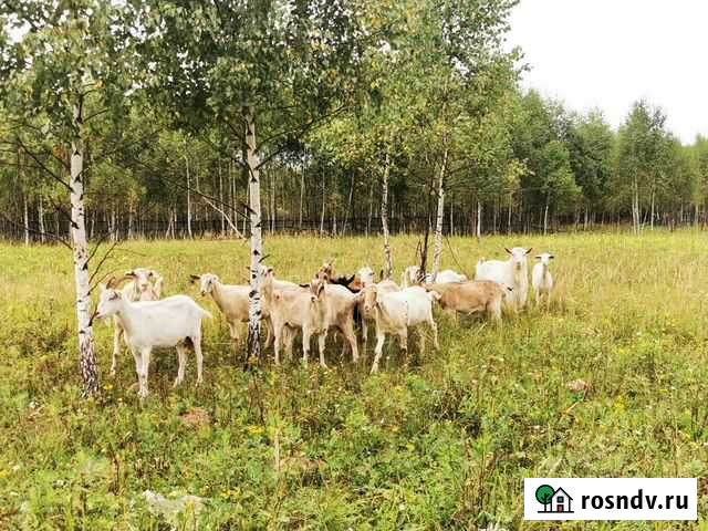 Продам коз Пущино - изображение 1