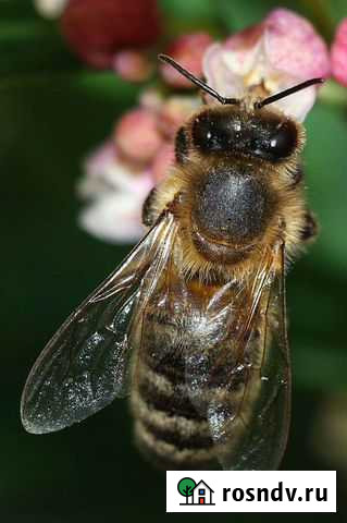 Пчелы улья пасеку Красновка - изображение 1