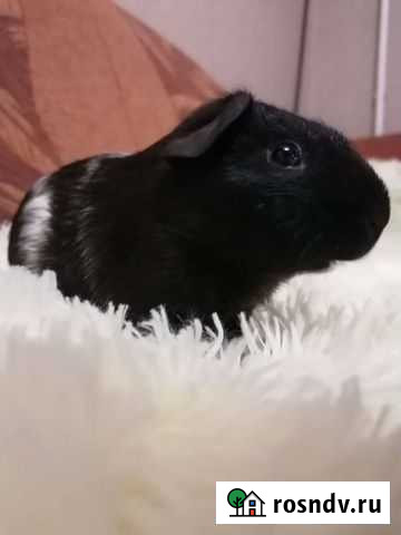 Морская свинкиюа 2,5 месяца приличный редкий окрас Екатеринбург - изображение 1