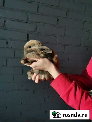 Декоративные кролики Новокузнецк - изображение 1