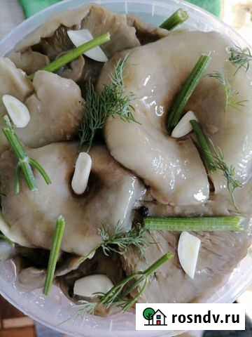 Груздь сырой настоящий, маслёнок солено-маринованн Хабаровск - изображение 1