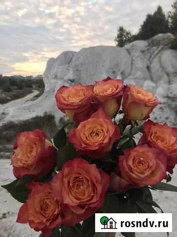 Зерно Короча - изображение 1