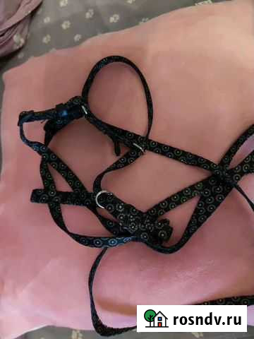 Вещи для котиков Новороссийск - изображение 1